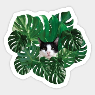 Cute Tuxedo Cat And Monstera Leaves Sticker